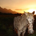 Kinsey Wolanski Instagram – Find that thing that motivates you to work hard. For me, it’s always been travel. Travel fills my soul and now my goals align with having the flexibility in my career to be able to experience new parts of the world 🌎 
@ludusmagnus_franschhoek 

#travel #southafrica #winefarms