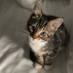 Leah Remini Instagram – Advice from mom and dad: “Sofia, please don’t get a cat. You are in college, you need to focus on school, and getting any pet right now will add more stress to your life.” Did she listen to us? Meet my granddaughter, Lady Pagan.