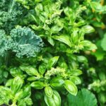 Jessica Capshaw Instagram - Somebody’s garden is going crazy this summer...it takes eating local to the next level!! #sumsumsummertimefun