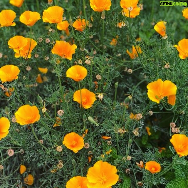 Jessica Capshaw Instagram - Somebody’s garden is going crazy this summer...it takes eating local to the next level!! #sumsumsummertimefun