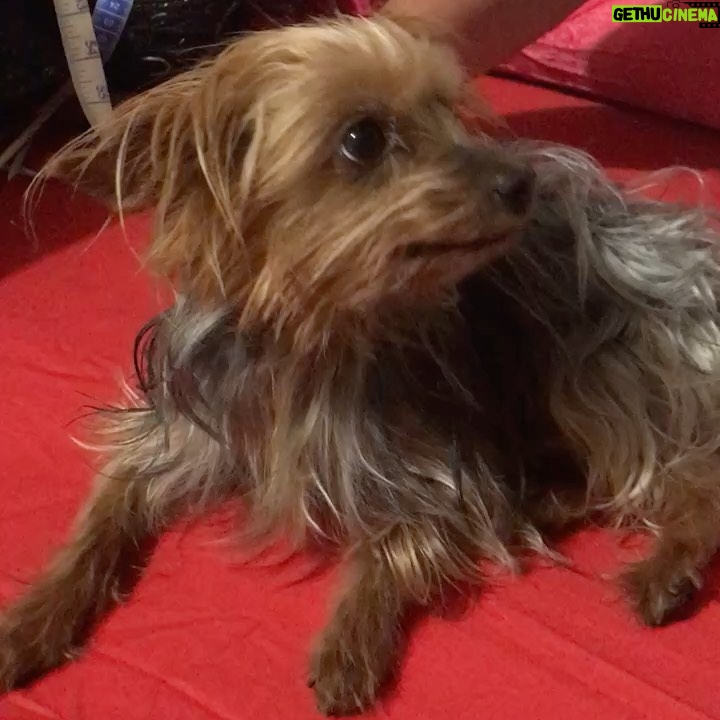 África Zavala Instagram - Te voy a extrañar Peregrina hermosa 😔siempre estarás en mi ❤️fuiste la mejor perrita del mundo.