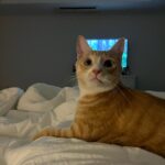 BIBI Instagram - 귀요미..