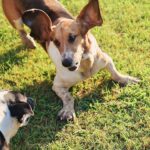 Ree Drummond Instagram - Goodbye, sweet wonderful Walter. I’m going to bed early so I can turn off these tears and instead dream sweet memories of you, the most loving loyal pure-hearted doggie our family has ever known. Go find your brother Charlie and have some fun, ol’ boy.❤️❤️❤️❤️❤️