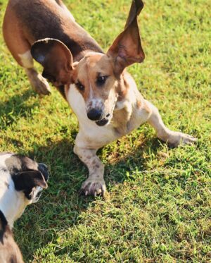 Ree Drummond Instagram - Goodbye, sweet wonderful Walter. I’m going to bed early so I can turn off these tears and instead dream sweet memories of you, the most loving loyal pure-hearted doggie our family has ever known. Go find your brother Charlie and have some fun, ol’ boy.❤️❤️❤️❤️❤️