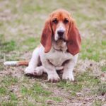 Ree Drummond Instagram - Goodbye, sweet wonderful Walter. I’m going to bed early so I can turn off these tears and instead dream sweet memories of you, the most loving loyal pure-hearted doggie our family has ever known. Go find your brother Charlie and have some fun, ol’ boy.❤️❤️❤️❤️❤️