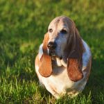 Ree Drummond Instagram – Goodbye, sweet wonderful Walter. I’m going to bed early so I can turn off these tears and instead dream sweet memories of you, the most loving loyal pure-hearted doggie our family has ever known. Go find your brother Charlie and have some fun, ol’ boy.❤️❤️❤️❤️❤️