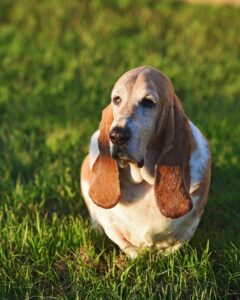 Ree Drummond Instagram - Goodbye, sweet wonderful Walter. I’m going to bed early so I can turn off these tears and instead dream sweet memories of you, the most loving loyal pure-hearted doggie our family has ever known. Go find your brother Charlie and have some fun, ol’ boy.❤️❤️❤️❤️❤️