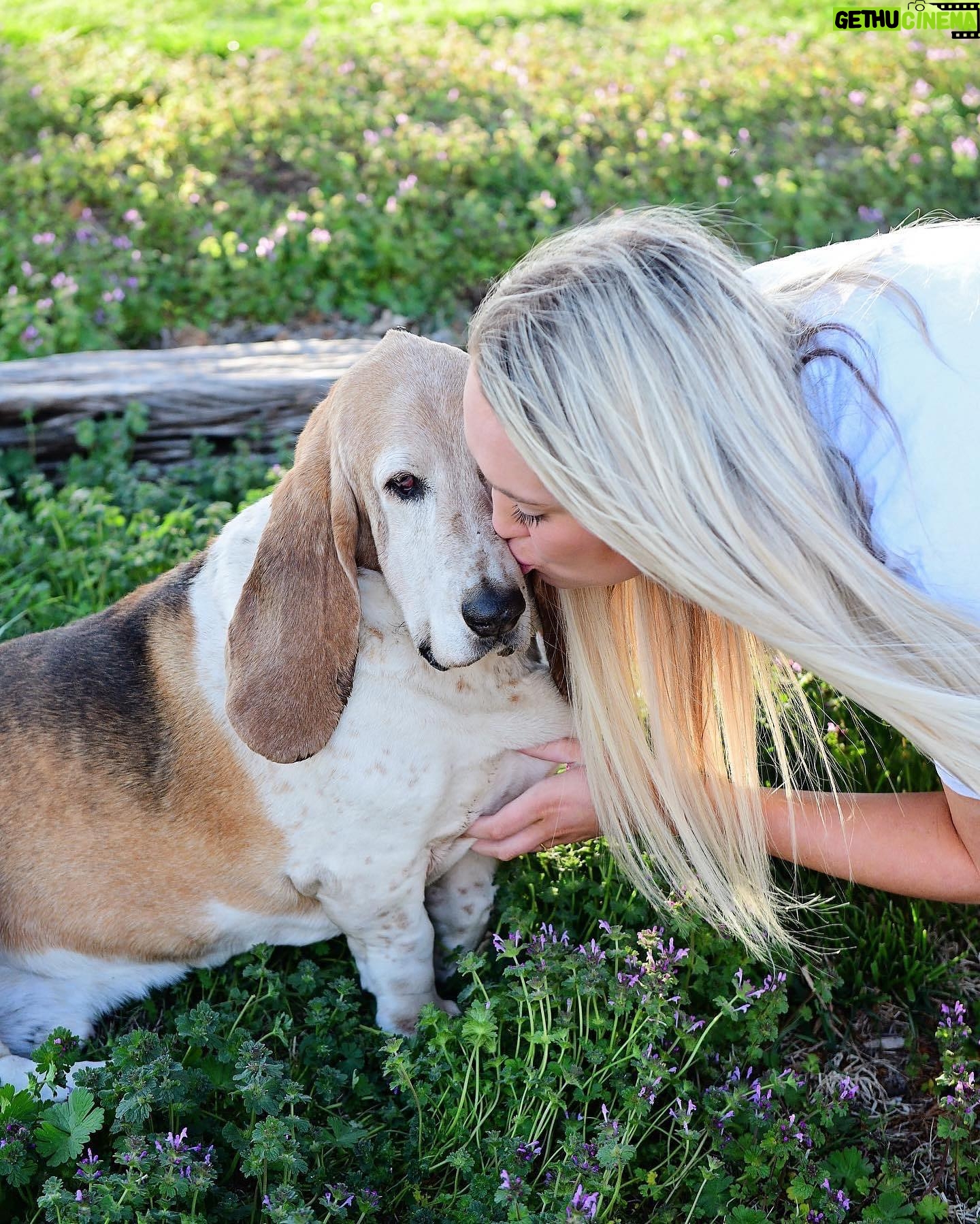 Ree Drummond - 292.7K Likes - Goodbye, sweet wonderful Walter. I’m going to bed early so I can turn off these tears and instead dream sweet memories of you, the most loving loyal pure-hearted doggie our family has ever known. Go find your brother Charlie and have some fun, ol’ boy.❤️❤️❤️❤️❤️