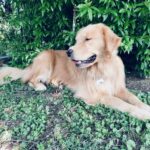 Vanessa Incontrada Instagram - Il mio amore Zelig ❤️