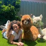 Sofie Dossi Instagram – Which animal is your favorite? 🥰