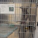 Praya Lundberg Instagram - Please consider to foster. It is a life changing experience for you and it will save lives. These innocent dogs are in desperate need of your help. The shelter situation is so bad. Please don’t skip this post and consider taking the time to do it. I’ve fostered so many dogs over the years and it’s been the most heart warming and life changing experiences. They deserve the world. Contact @istandwithmypack  and see how you can help 🥹❤️ please take the time to look in to it. They need your help 😫