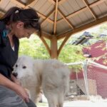 Praya Lundberg Instagram - Please consider to foster. It is a life changing experience for you and it will save lives. These innocent dogs are in desperate need of your help. The shelter situation is so bad. Please don’t skip this post and consider taking the time to do it. I’ve fostered so many dogs over the years and it’s been the most heart warming and life changing experiences. They deserve the world. Contact @istandwithmypack  and see how you can help 🥹❤️ please take the time to look in to it. They need your help 😫
