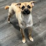 Praya Lundberg Instagram - Please consider to foster. It is a life changing experience for you and it will save lives. These innocent dogs are in desperate need of your help. The shelter situation is so bad. Please don’t skip this post and consider taking the time to do it. I’ve fostered so many dogs over the years and it’s been the most heart warming and life changing experiences. They deserve the world. Contact @istandwithmypack  and see how you can help 🥹❤️ please take the time to look in to it. They need your help 😫