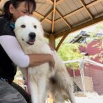 Praya Lundberg Instagram - Please consider to foster. It is a life changing experience for you and it will save lives. These innocent dogs are in desperate need of your help. The shelter situation is so bad. Please don’t skip this post and consider taking the time to do it. I’ve fostered so many dogs over the years and it’s been the most heart warming and life changing experiences. They deserve the world. Contact @istandwithmypack  and see how you can help 🥹❤️ please take the time to look in to it. They need your help 😫