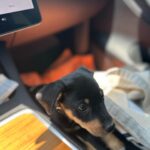 Praya Lundberg Instagram - Please consider to foster. It is a life changing experience for you and it will save lives. These innocent dogs are in desperate need of your help. The shelter situation is so bad. Please don’t skip this post and consider taking the time to do it. I’ve fostered so many dogs over the years and it’s been the most heart warming and life changing experiences. They deserve the world. Contact @istandwithmypack  and see how you can help 🥹❤️ please take the time to look in to it. They need your help 😫