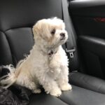 Anna Cathcart Instagram - had to say goodbye to the goodest girl this week.  my perfect mia, i can barely remember my life before you were in it.  i love you so so much.  things feel empty without you.  you deserve endless beef jerky and belly rubs up there.  thank you for everything.  i feel so lucky to have had 13 years loving you and being loved by you❤️