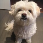 Anna Cathcart Instagram - had to say goodbye to the goodest girl this week.  my perfect mia, i can barely remember my life before you were in it.  i love you so so much.  things feel empty without you.  you deserve endless beef jerky and belly rubs up there.  thank you for everything.  i feel so lucky to have had 13 years loving you and being loved by you❤️