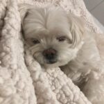 Anna Cathcart Instagram - had to say goodbye to the goodest girl this week.  my perfect mia, i can barely remember my life before you were in it.  i love you so so much.  things feel empty without you.  you deserve endless beef jerky and belly rubs up there.  thank you for everything.  i feel so lucky to have had 13 years loving you and being loved by you❤️