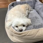 Anna Cathcart Instagram - had to say goodbye to the goodest girl this week.  my perfect mia, i can barely remember my life before you were in it.  i love you so so much.  things feel empty without you.  you deserve endless beef jerky and belly rubs up there.  thank you for everything.  i feel so lucky to have had 13 years loving you and being loved by you❤️
