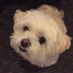 Anna Cathcart Instagram - had to say goodbye to the goodest girl this week.  my perfect mia, i can barely remember my life before you were in it.  i love you so so much.  things feel empty without you.  you deserve endless beef jerky and belly rubs up there.  thank you for everything.  i feel so lucky to have had 13 years loving you and being loved by you❤️