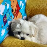 Anna Cathcart Instagram - had to say goodbye to the goodest girl this week.  my perfect mia, i can barely remember my life before you were in it.  i love you so so much.  things feel empty without you.  you deserve endless beef jerky and belly rubs up there.  thank you for everything.  i feel so lucky to have had 13 years loving you and being loved by you❤️