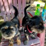 Praya Lundberg Instagram – Missing my boys every second of every day 🥹❤️ @ziggyislucky #adoptdontshop no amount of traveling beats time with them 😣 คิดถึงเด็กๆๆ ใจจะขาด my whole heart and soul 😣
