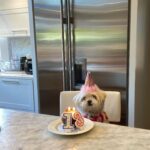 Anna Cathcart Instagram - had to say goodbye to the goodest girl this week.  my perfect mia, i can barely remember my life before you were in it.  i love you so so much.  things feel empty without you.  you deserve endless beef jerky and belly rubs up there.  thank you for everything.  i feel so lucky to have had 13 years loving you and being loved by you❤️