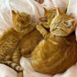 Kate Walsh Instagram - A little kitty told me it was #InternationalCatDay 😻 Why adopt 1 when when there’s a litter of 3? Can’t wait for you to meet these lil’ ones 🐾 Thanks @CatHavenAU! 🐈🐈🐈 #catup #adoptdontshop