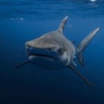 Kinsey Wolanski Instagram - Yesterday I got to free dive with sharks and it was the most unreal experience 🦈 @hawaiiadventurediving @danny_mako