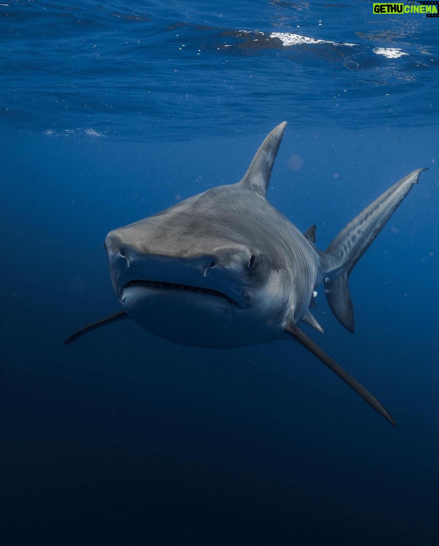 Kinsey Wolanski Instagram - Yesterday I got to free dive with sharks and it was the most unreal experience 🦈 @hawaiiadventurediving @danny_mako