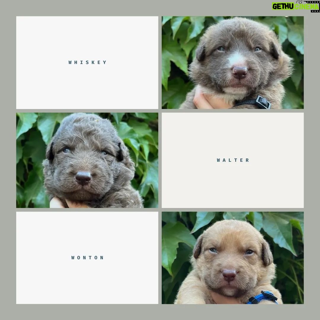 Katherine Heigl Instagram - Meet the W-Pups! Waffles, Walter, Wednesday, Whiskey, Whitney, Willow Grace, Winter, Wonder, Wonton and Worthy. These 10 adorable furballs are in need of loving families in the Greater Los Angeles area! Hoping you can help me find homes for them.
Their mom Samba, was rescued malnourished and emaciated from the streets of LA, and her surprise pregnancy turned into a heartwarming story of survival. Born to a mom who battled and triumphed, these pups carry a legacy of strength. Be a part of their story! Interested in adopting? Click the link in my bio! ❤