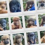 Katherine Heigl Instagram - Meet the W-Pups! Waffles, Walter, Wednesday, Whiskey, Whitney, Willow Grace, Winter, Wonder, Wonton and Worthy. These 10 adorable furballs are in need of loving families in the Greater Los Angeles area! Hoping you can help me find homes for them.

Their mom Samba, was rescued malnourished and emaciated from the streets of LA, and her surprise pregnancy turned into a heartwarming story of survival. Born to a mom who battled and triumphed, these pups carry a legacy of strength. Be a part of their story! Interested in adopting? Click the link in my bio! ❤