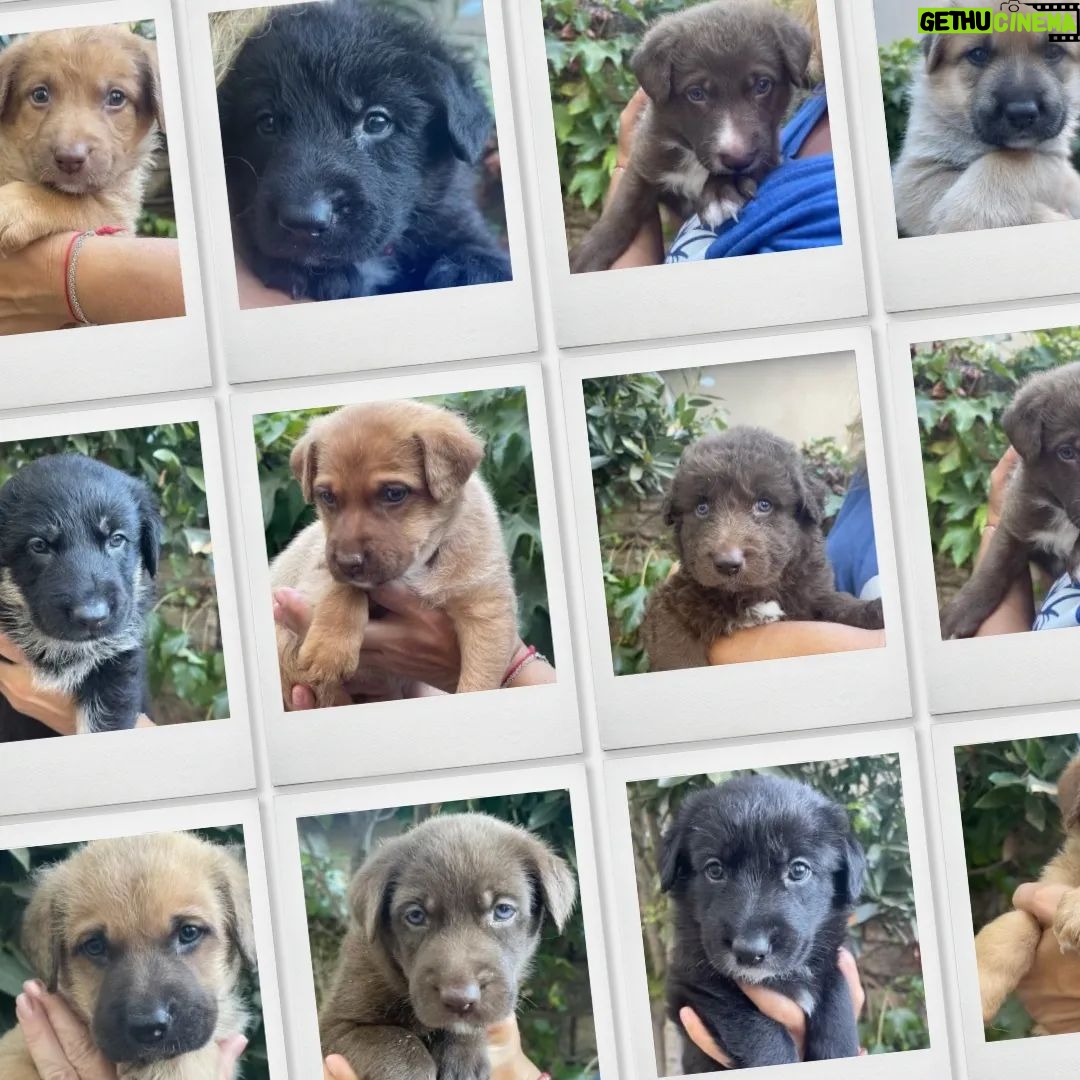 Katherine Heigl Instagram - Meet the W-Pups! Waffles, Walter, Wednesday, Whiskey, Whitney, Willow Grace, Winter, Wonder, Wonton and Worthy. These 10 adorable furballs are in need of loving families in the Greater Los Angeles area! Hoping you can help me find homes for them.
Their mom Samba, was rescued malnourished and emaciated from the streets of LA, and her surprise pregnancy turned into a heartwarming story of survival. Born to a mom who battled and triumphed, these pups carry a legacy of strength. Be a part of their story! Interested in adopting? Click the link in my bio! ❤