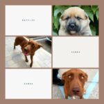 Katherine Heigl Instagram - Meet the W-Pups! Waffles, Walter, Wednesday, Whiskey, Whitney, Willow Grace, Winter, Wonder, Wonton and Worthy. These 10 adorable furballs are in need of loving families in the Greater Los Angeles area! Hoping you can help me find homes for them.

Their mom Samba, was rescued malnourished and emaciated from the streets of LA, and her surprise pregnancy turned into a heartwarming story of survival. Born to a mom who battled and triumphed, these pups carry a legacy of strength. Be a part of their story! Interested in adopting? Click the link in my bio! ❤