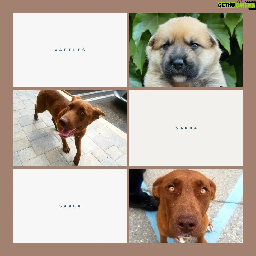 Katherine Heigl Instagram - Meet the W-Pups! Waffles, Walter, Wednesday, Whiskey, Whitney, Willow Grace, Winter, Wonder, Wonton and Worthy. These 10 adorable furballs are in need of loving families in the Greater Los Angeles area! Hoping you can help me find homes for them.
Their mom Samba, was rescued malnourished and emaciated from the streets of LA, and her surprise pregnancy turned into a heartwarming story of survival. Born to a mom who battled and triumphed, these pups carry a legacy of strength. Be a part of their story! Interested in adopting? Click the link in my bio! ❤