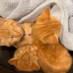 Kate Walsh Instagram - A little kitty told me it was #InternationalCatDay 😻 Why adopt 1 when when there’s a litter of 3? Can’t wait for you to meet these lil’ ones 🐾 Thanks @CatHavenAU! 🐈🐈🐈 #catup #adoptdontshop