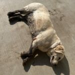 Ree Drummond Instagram - White Dog on a Cattle Ranch, Volume 31,410.
