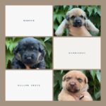 Katherine Heigl Instagram - Meet the W-Pups! Waffles, Walter, Wednesday, Whiskey, Whitney, Willow Grace, Winter, Wonder, Wonton and Worthy. These 10 adorable furballs are in need of loving families in the Greater Los Angeles area! Hoping you can help me find homes for them.

Their mom Samba, was rescued malnourished and emaciated from the streets of LA, and her surprise pregnancy turned into a heartwarming story of survival. Born to a mom who battled and triumphed, these pups carry a legacy of strength. Be a part of their story! Interested in adopting? Click the link in my bio! ❤