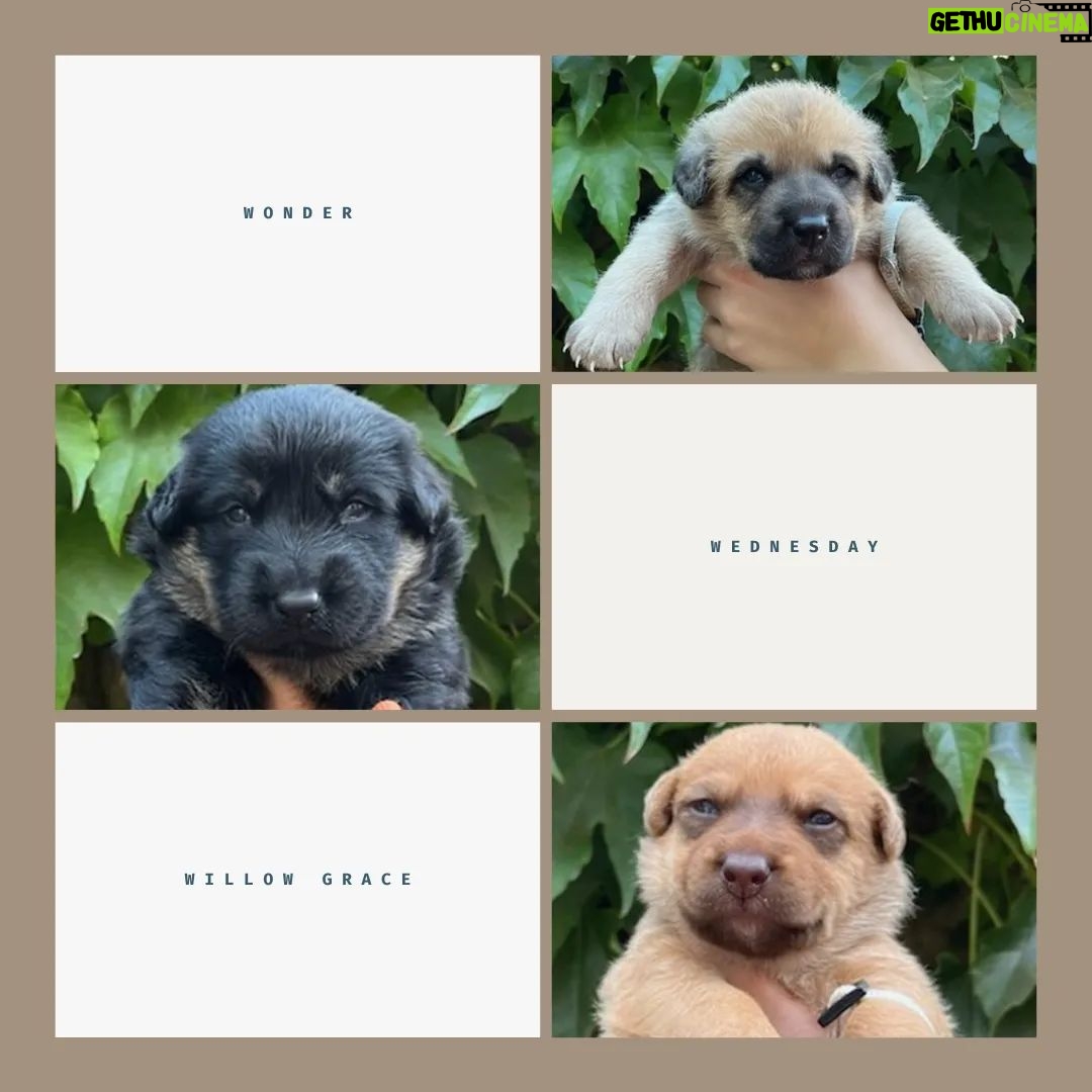 Katherine Heigl Instagram - Meet the W-Pups! Waffles, Walter, Wednesday, Whiskey, Whitney, Willow Grace, Winter, Wonder, Wonton and Worthy. These 10 adorable furballs are in need of loving families in the Greater Los Angeles area! Hoping you can help me find homes for them.
Their mom Samba, was rescued malnourished and emaciated from the streets of LA, and her surprise pregnancy turned into a heartwarming story of survival. Born to a mom who battled and triumphed, these pups carry a legacy of strength. Be a part of their story! Interested in adopting? Click the link in my bio! ❤
