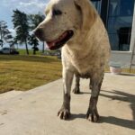 Ree Drummond Instagram - White Dog on a Cattle Ranch, Volume 31,410.
