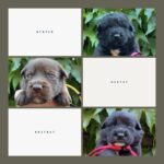 Katherine Heigl Instagram - Meet the W-Pups! Waffles, Walter, Wednesday, Whiskey, Whitney, Willow Grace, Winter, Wonder, Wonton and Worthy. These 10 adorable furballs are in need of loving families in the Greater Los Angeles area! Hoping you can help me find homes for them.

Their mom Samba, was rescued malnourished and emaciated from the streets of LA, and her surprise pregnancy turned into a heartwarming story of survival. Born to a mom who battled and triumphed, these pups carry a legacy of strength. Be a part of their story! Interested in adopting? Click the link in my bio! ❤
