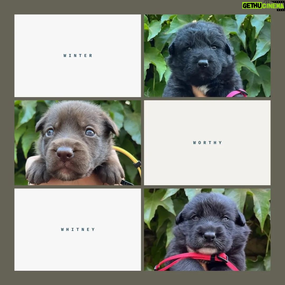 Katherine Heigl Instagram - Meet the W-Pups! Waffles, Walter, Wednesday, Whiskey, Whitney, Willow Grace, Winter, Wonder, Wonton and Worthy. These 10 adorable furballs are in need of loving families in the Greater Los Angeles area! Hoping you can help me find homes for them.
Their mom Samba, was rescued malnourished and emaciated from the streets of LA, and her surprise pregnancy turned into a heartwarming story of survival. Born to a mom who battled and triumphed, these pups carry a legacy of strength. Be a part of their story! Interested in adopting? Click the link in my bio! ❤