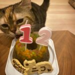 Asami Mizukawa Instagram - 8月9日に12歳になったニコさん🐈
12歳も変わらず食欲旺盛、💩ハイで走り回るし、相変わらずご飯まだ？って毎日文句言ってる🤷🏻‍♀️ 🩵
歳を重ねるたびにどんどん愛おしさが増すよ。
まだまだ元気でいてよー☺️