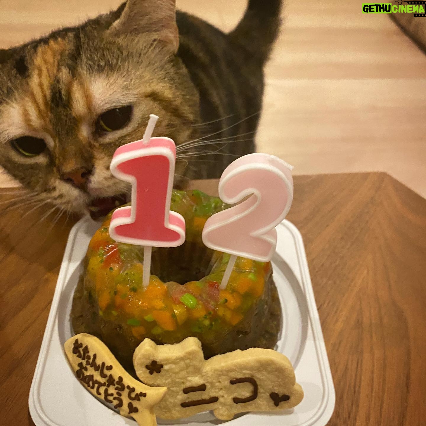 Asami Mizukawa Instagram - 8月9日に12歳になったニコさん🐈
12歳も変わらず食欲旺盛、💩ハイで走り回るし、相変わらずご飯まだ?って毎日文句言ってる🤷🏻♀️ 🩵
歳を重ねるたびにどんどん愛おしさが増すよ。
まだまだ元気でいてよー☺️