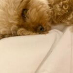 Vanessa Incontrada Instagram - Buonanotte fiorellino 😘❤️