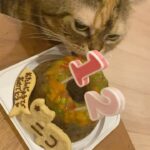 Asami Mizukawa Instagram - 8月9日に12歳になったニコさん🐈
12歳も変わらず食欲旺盛、💩ハイで走り回るし、相変わらずご飯まだ？って毎日文句言ってる🤷🏻‍♀️ 🩵
歳を重ねるたびにどんどん愛おしさが増すよ。
まだまだ元気でいてよー☺️