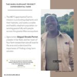 Danai Gurira Instagram - For this edition of #LoveOurGirls, I'm highlighting my trip to Kenya where I was able to visit the first-ever Kenyan carbon-neutral footprint safari @emboocamp and had the pleasure of being guided through the Maasai Mara by a couple of outstanding young Maasai women. This was such an exciting Love Our Girls moment because it breaks stereotypes in terms of our involvement in the conservation realm. I was also able to learn more about their work and involvement in their communities. I’m so excited for them to share their own experiences, stories, and what they have accomplished with you.

I also visited the @maraelephantproject, whose mission is protecting elephants and their habitats, and seeks a stable and healthy elephant population co-existing peacefully with people across the greater Mara ecosystem. During my time there, I met an astounding agronomist and leader in her field, Abigael, and learned about the groundbreaking work she and her team are doing.

I’m really excited for you to meet these incredible women and hear their powerful feminist perspectives. Enjoy! #EmbooRiver #EmbooCamps #MaasaiMara