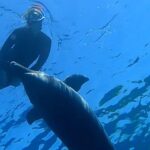 Nicole Wallace Instagram - @dolphin_reef_eilat gracias por dejarme vivir la experiencia más mágica de mi vida✨🐬 llevo queriendo ver delfines y nadar con ellos desde q soy chiquitita, ademas que aquí me han contado como usan la experiencia para ayudar a niños con autismo que es la razón x la que estudio psicólogia y Nose 🥲ay