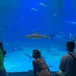 Nicole Wallace Instagram - @dolphin_reef_eilat gracias por dejarme vivir la experiencia más mágica de mi vida✨🐬 llevo queriendo ver delfines y nadar con ellos desde q soy chiquitita, ademas que aquí me han contado como usan la experiencia para ayudar a niños con autismo que es la razón x la que estudio psicólogia y Nose 🥲ay