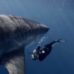 Kinsey Wolanski Instagram – Shark diving with no cage 😳 The team made me feel so calm, it’s amazing the relationship they have built with these beautiful beasts 🦈

#shark #travel #adventure #scary #ocean #beach
